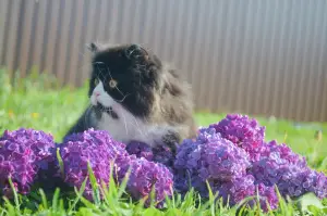 Photo №1. scottish fold - à vendre en ville de Pskov | 113€ | Annonce № 2943