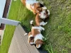 Photo №3. Nederlandse Kooikerhondje. Pologne