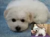 Photos supplémentaires: Adorables chiots Bichon Frise prêts à emménager dans une nouvelle maison