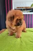 Photos supplémentaires: Chiots chow-chow