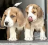 Photos supplémentaires: Chiots beagles