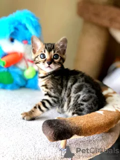 Photo №2 de l'annonce № 7316 de la vente bengal - acheter à Fédération de Russie de la fourrière, éleveur