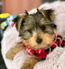 Photo №1. biewer yorkshire terrier - à vendre en ville de Florida | 379€ | Annonce №127301