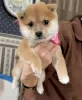 Photo №1. shiba - à vendre en ville de Limerick | négocié | Annonce №97426