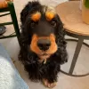 Photo №1. cocker spaniel anglais - à vendre en ville de Sofia | 320€ | Annonce №78619