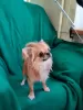 Photo №1. chihuahua - à vendre en ville de Хаапсалу | 1350€ | Annonce №20398