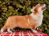 Photos supplémentaires: Chiot Welsh Corgi Pembroke