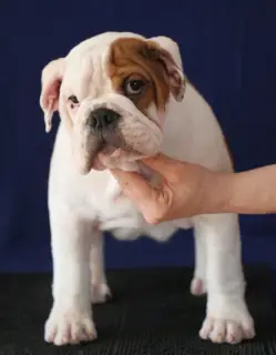 Photos supplémentaires: Bulldog anglais