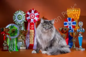 Photo №2 de l'annonce № 1221 de la vente chat des forêts norvégiennes - acheter à Fédération de Russie de la fourrière