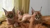 Photos supplémentaires: magnifique chatons caracal , serval et savannah disponibles