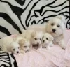 Photo №1. bichon maltais - à vendre en ville de Minneapolis | 246€ | Annonce №82304