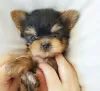 Photo №2 de l'annonce № 95717 de la vente yorkshire terrier - acheter à Allemagne annonce privée