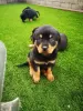 Photo №1. rottweiler - à vendre en ville de Gornja Radgona | 340€ | Annonce №13747