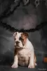 Photo №1. bulldog anglais - à vendre en ville de Odessa | 473€ | Annonce №52195