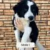 Photo №3. Chiots Border Collie de race pure à vendre. La finlande