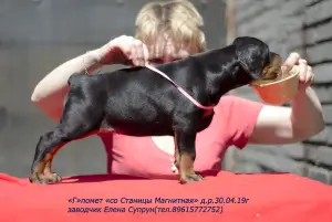 Photo №3. Dobermans-puppies, chenil "de Magnitnaya Stanitsa". Fédération de Russie