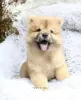 Photo №1. chow-chow - à vendre en ville de Дортмунд | 400€ | Annonce №99458