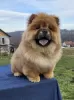 Photo №1. chow-chow - à vendre en ville de Belgrade | négocié | Annonce №131760