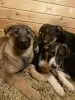 Photo №3. Les petits chiots se retrouvent sans foyer et recherchent des parents ! SOS!. Fédération de Russie