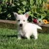 Photo №2 de l'annonce № 44770 de la vente west highland white terrier - acheter à Allemagne 