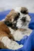 Photo №1. shih tzu - à vendre en ville de Jytomyr | négocié | Annonce №9867