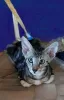 Photo №1. oriental shorthair - à vendre en ville de Москва | 431€ | Annonce № 84324