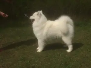 Photos supplémentaires: Samoyed, chiots de parents titrés