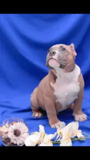 Photo №4. Je vais vendre american bully en ville de Dir. de la fourrière, éleveur - prix - 1421€