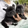 Photo №1. bouledogue - à vendre en ville de Aachen | 106€ | Annonce №129601