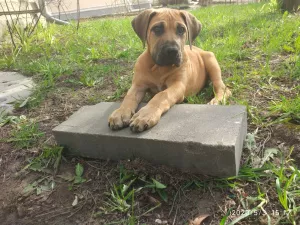 Photo №4. Je vais vendre boerboel en ville de Kostroma. éleveur - prix - 518€