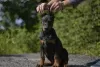 Photos supplémentaires: Chiots dobermans d'un charmant couple