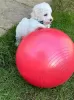 Photo №1. bichon à poil frisé - à vendre en ville de Düsseldorf | négocié | Annonce №103085