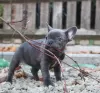 Photo №1. bouledogue - à vendre en ville de Брисбен | Gratuit | Annonce №105440