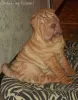 Photo №1. shar pei - à vendre en ville de Tver | 281€ | Annonce №8364