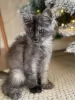 Photo №1. maine coon - à vendre en ville de Joachimsthal | 400€ | Annonce № 106952