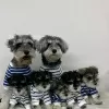 Photo №1. schnauzer miniature - à vendre en ville de Wolverhampton | 380€ | Annonce №13489