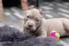 Photo №2 de l'annonce № 68955 de la vente american bully - acheter à Fédération de Russie annonce privée, de la fourrière, éleveur