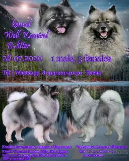 Photo №1. spitz allemand - à vendre en ville de Novosibirsk | négocié | Annonce №7471