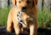 Photo №1. golden retriever - à vendre en ville de Seinäjoki | Gratuit | Annonce №128230