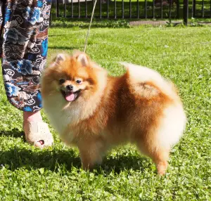 Photo №4. Je vais vendre spitz nain en ville de Moscou. de la fourrière, éleveur - prix - 1002€