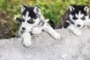 Photo №1. husky de sibérie - à vendre en ville de Nuremberg | 450€ | Annonce №125011