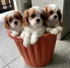 Photo №1. cavalier king charles spaniel - à vendre en ville de Helsinki | 284€ | Annonce №69130