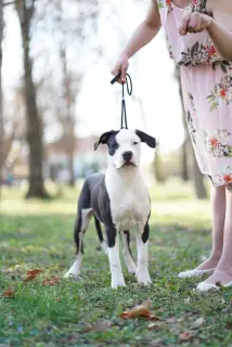 Photo №3. Chiots American Staffordshire Terrier disponibles. Serbie