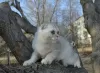 Photo №2 de l'annonce № 13737 de la vente scottish fold - acheter à Fédération de Russie de la fourrière