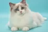 Photo №1. ragdoll - à vendre en ville de Пютте | Gratuit | Annonce № 128939