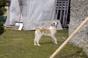 Photos supplémentaires: Vente de chiots du chien de berger d'Asie centrale (Alabai).