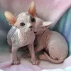 Photo №1. sphynx - à vendre en ville de Waterloo | Gratuit | Annonce № 128857