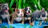 Photo №1. american bully - à vendre en ville de Dettenheim | négocié | Annonce №52290