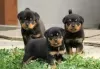 Photo №1. rottweiler - à vendre en ville de Garmisch-Partenkirchen | Gratuit | Annonce №130317