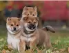 Photo №1. shiba - à vendre en ville de Ceske Budejovice | négocié | Annonce №97849